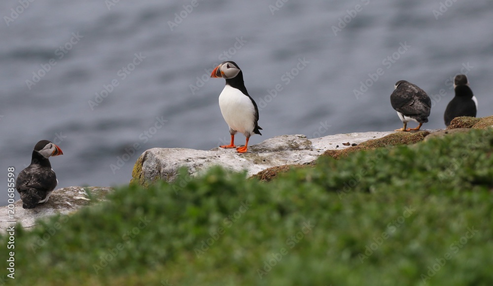 Atlantic Puffin in the Farne Islands