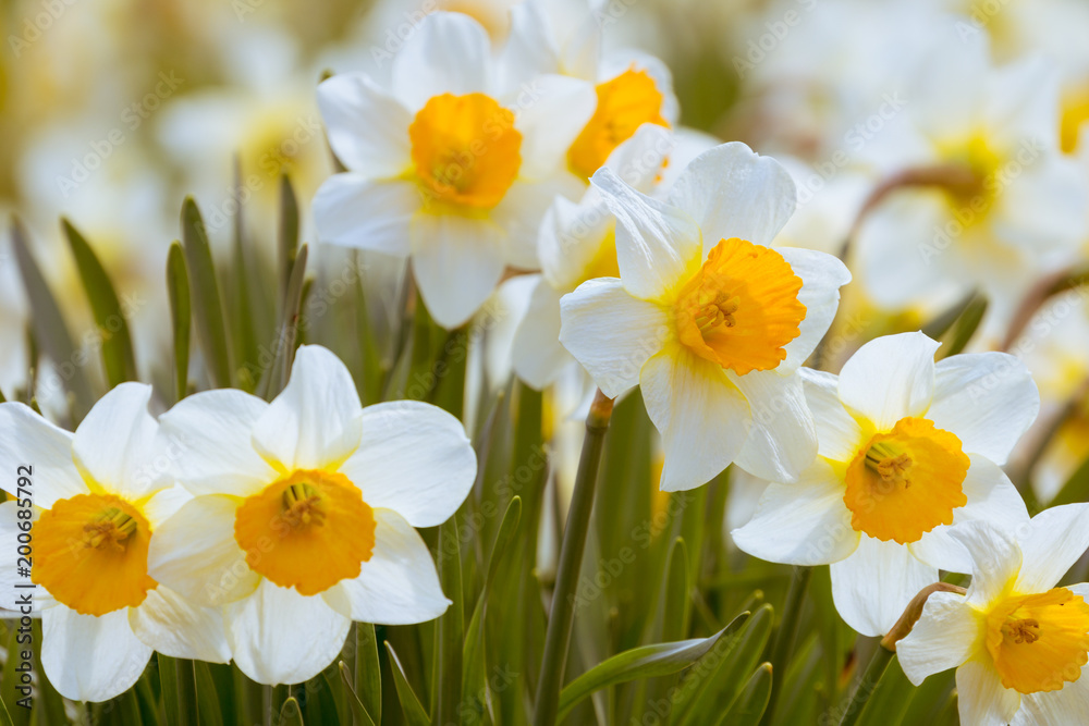 Weiße Schalen-Narzissen (Narcissus) im warmen Licht der Frühlingssonne. Weiße Schalen-Narzissen (Narcissus) im warmen Licht der Frühlingssonne.
