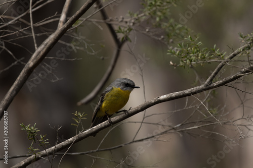 Eastern Yellow Robin @ Girraween National Park photo