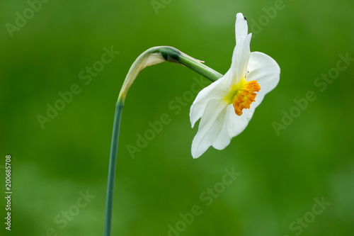 Fototapeta Naklejka Na Ścianę i Meble -  Weiße Narzisse (Narcissus) blüht an einem Frühlingsmorgen vor grünem natürlichen Hintergrund.