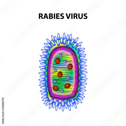 Rabies virus. Infographics. Vector illustration on isolated background. photo