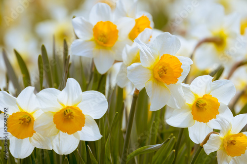 Fototapeta Naklejka Na Ścianę i Meble -  Weiße Schalen-Narzissen (Narcissus) im warmen Licht der Frühlingssonne.	