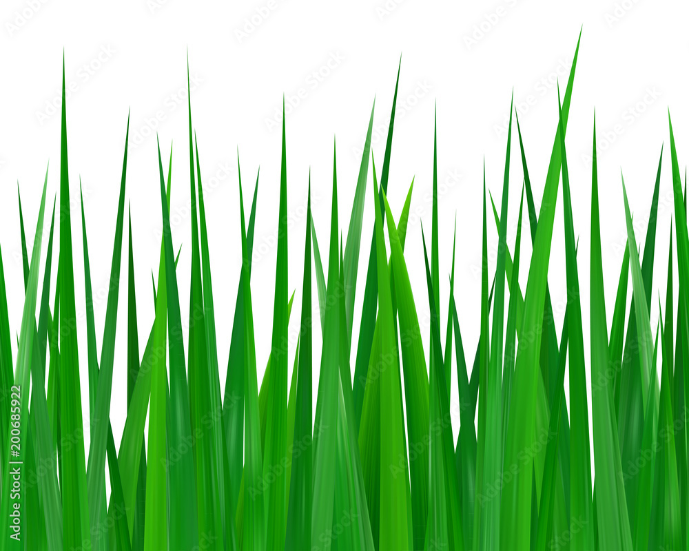 Seamless green grass isolated on white background Seamless green grass isolated on white background