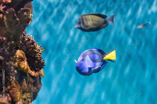 фотографія Closeup of a regal blue tang in aquarium environment