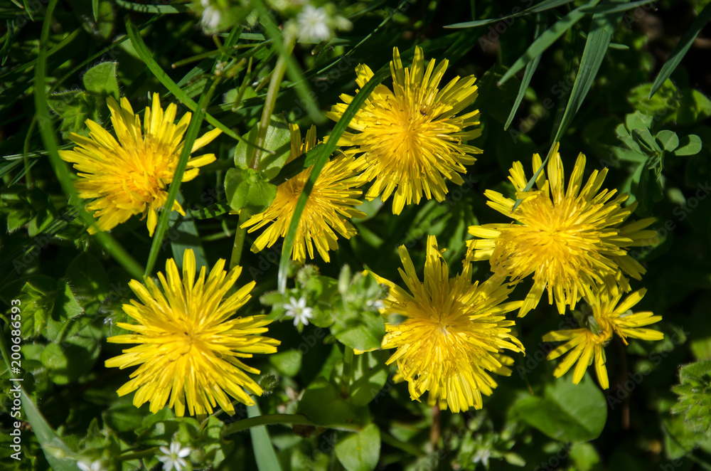 dandelion dandelion