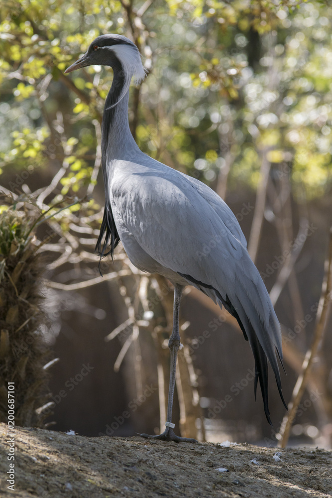 Fototapeta premium Grulla Damisela