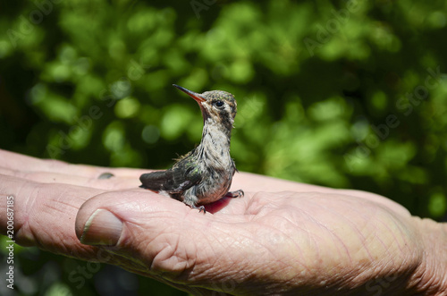 Primer plano de un colibrí (ave) descansando en la mano de un hombre mayor  © Evangelina