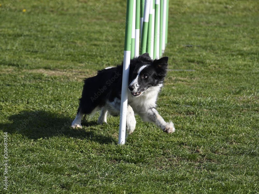 Agility dog Agility dog