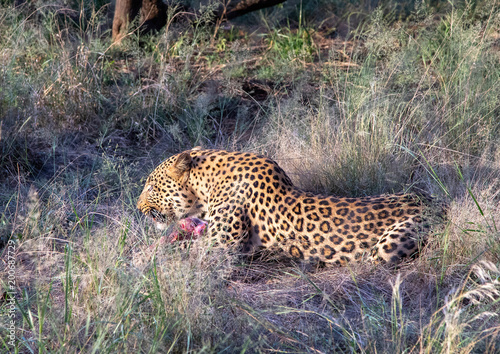 Leopard Male on a farm at Namibia during summer