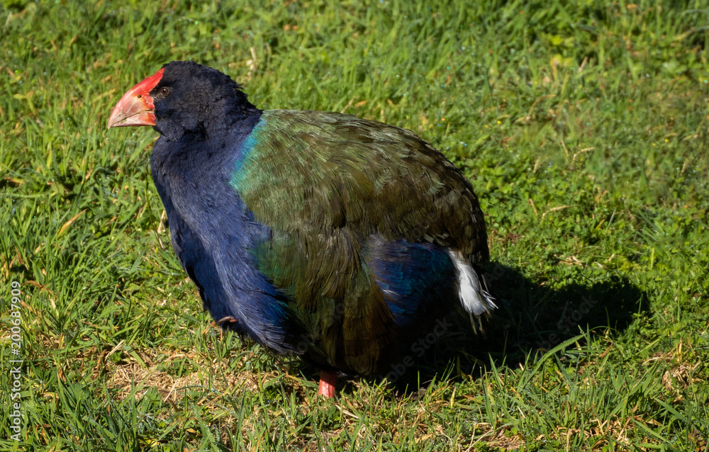 Takahe Takahe