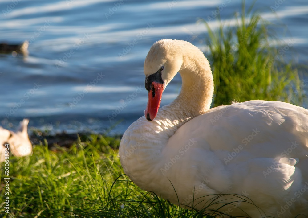 Obraz premium Mute swan female is observing her youngs at a lake in Germany during a summer evening
