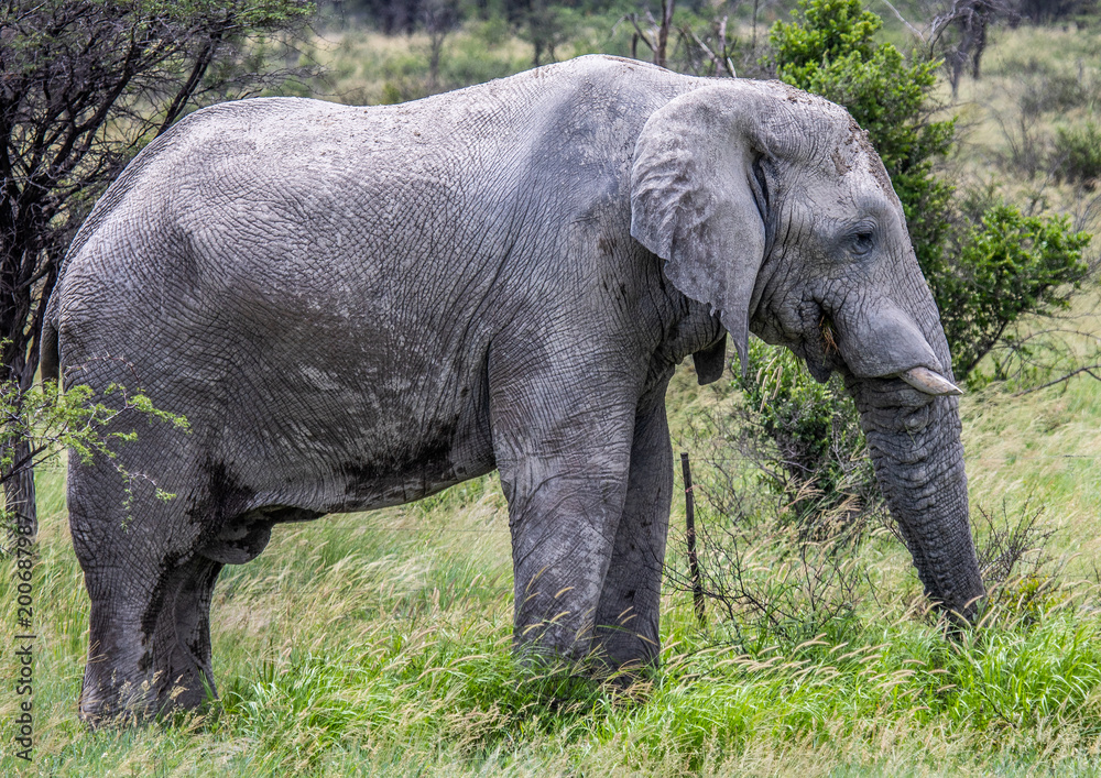 Fototapeta premium African Elephant in the Nxai Pan National Park in Botswana during summer time
