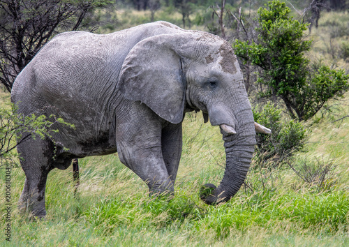 African Elephant in the Nxai Pan National Park in Botswana during summer time