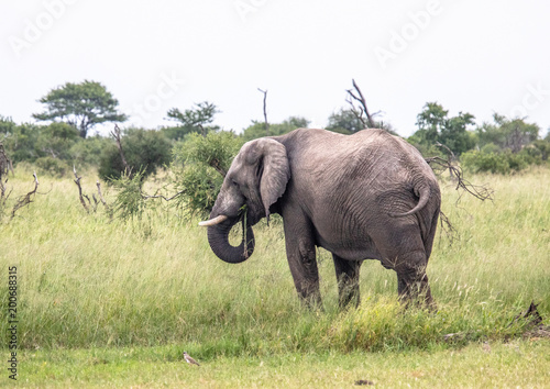 African Elephant in the Nxai Pan National Park in Botswana during summer time