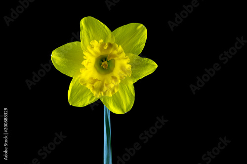 Fototapeta Naklejka Na Ścianę i Meble -  Daffodil Flower Isolated Against a Black Background