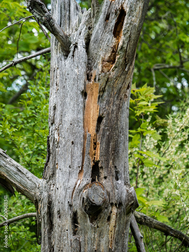 Spooky looking dead tree in the woods.