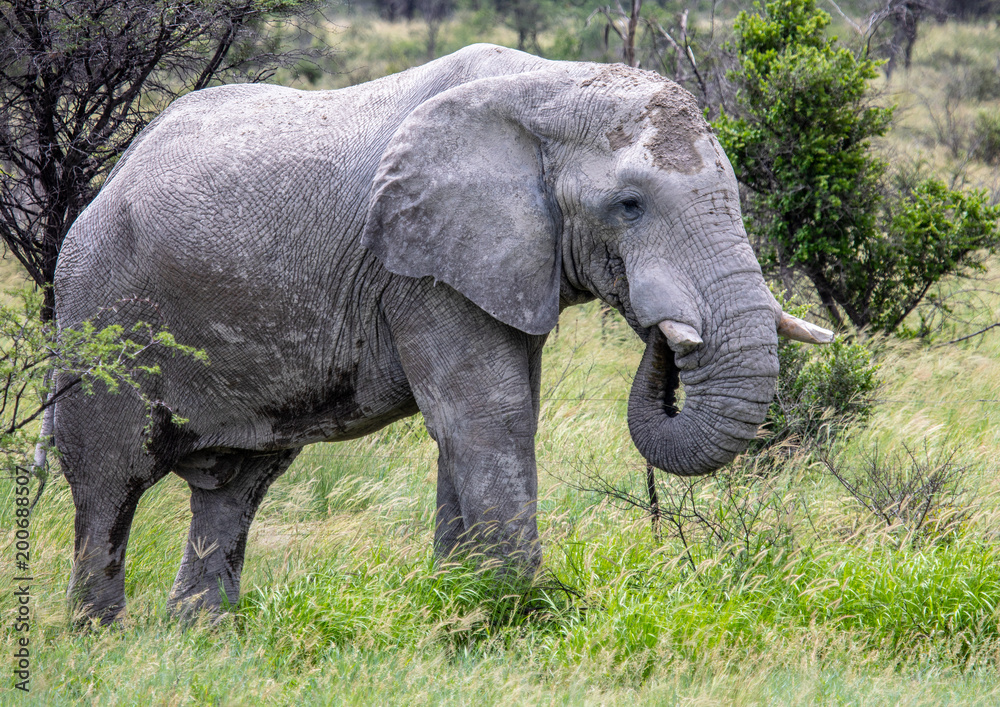 Obraz premium African Elephant in the Nxai Pan National Park in Botswana during summer time