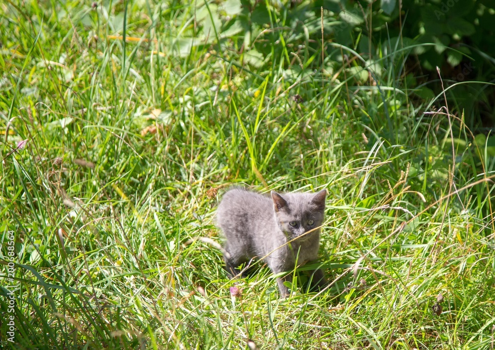 Young and curious grey wild cat during summer at the alps of Switzerland