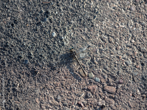 Horned Clubtail (Arigomphus cornutus) on concrete. photo