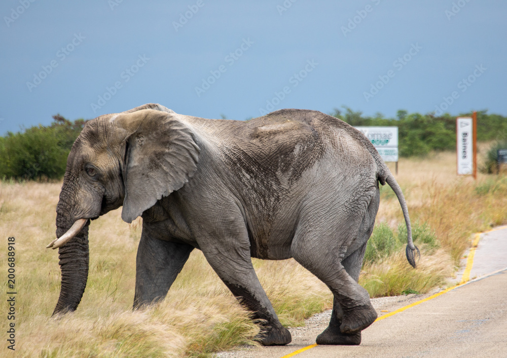 Fototapeta premium African Elephant crossing a street in the Nxai Pan National Park in Botswana during summer time
