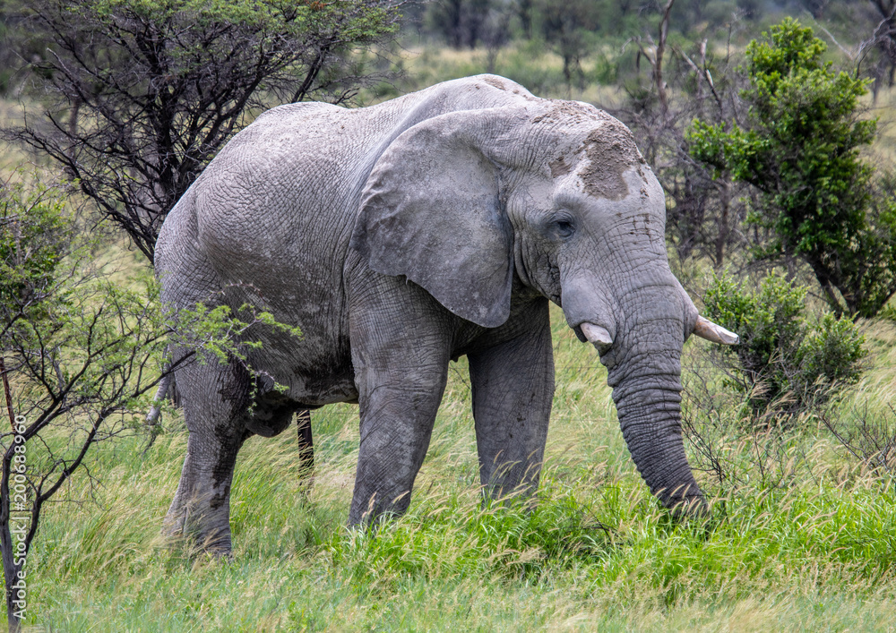 African Elephant in the Nxai Pan National Park in Botswana during summer time African Elephant in the Nxai Pan National Park in Botswana during summer time