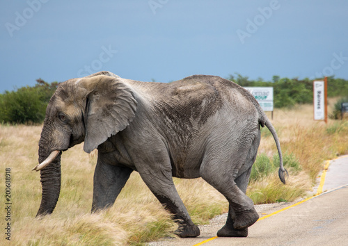 African Elephant crossing a street in the Nxai Pan National Park in Botswana during summer time