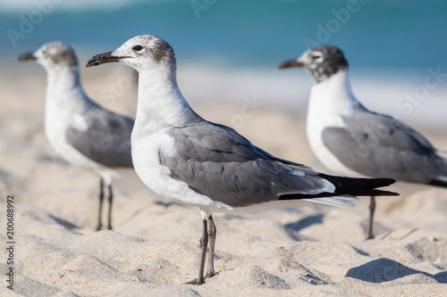 Φωτογραφία Seagulls Stormtroopers