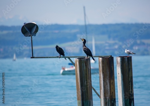 Two comorants and a sea gull sitting on a fence at lake constance in southern Germany photo