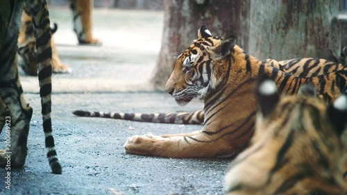 slow motion of bengal tiger photo