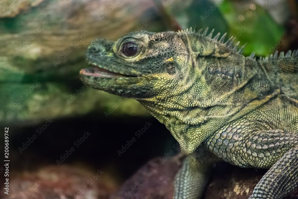 Green Brown Iguana Lizard Reptile Tree Stone Zoo Green Brown Iguana Lizard Reptile Tree Stone Zoo