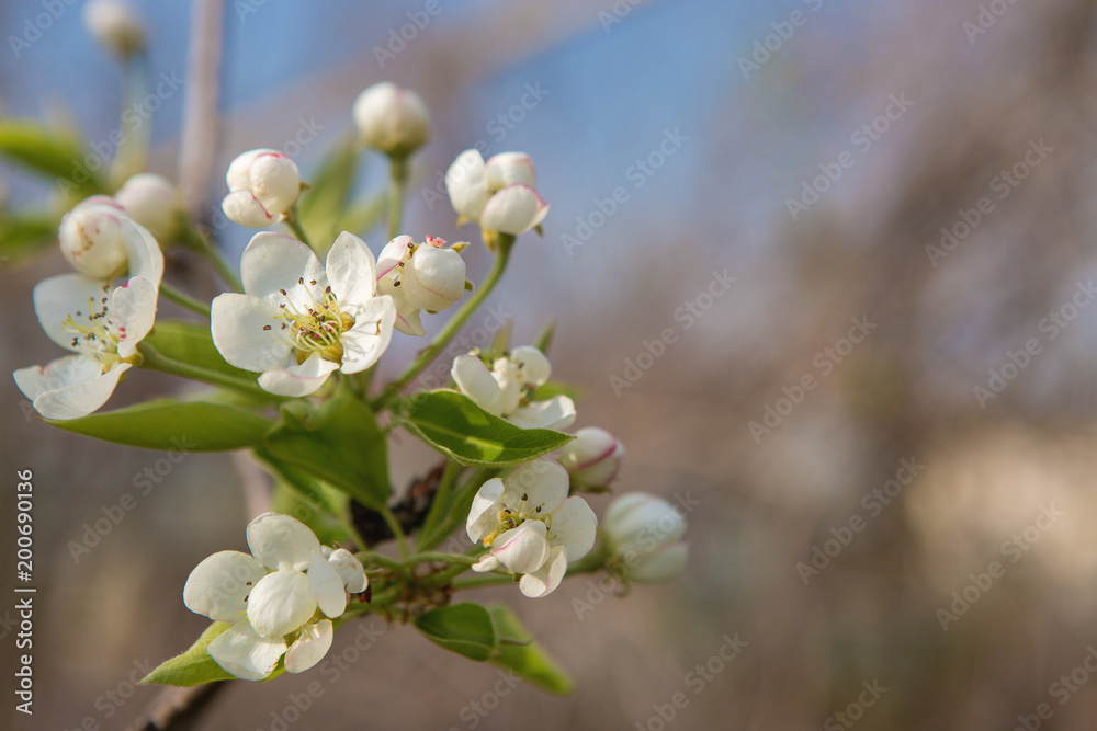 Blossoming tree in spring close-up Blossoming tree in spring close-up