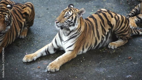 slow motion of bengal tiger photo