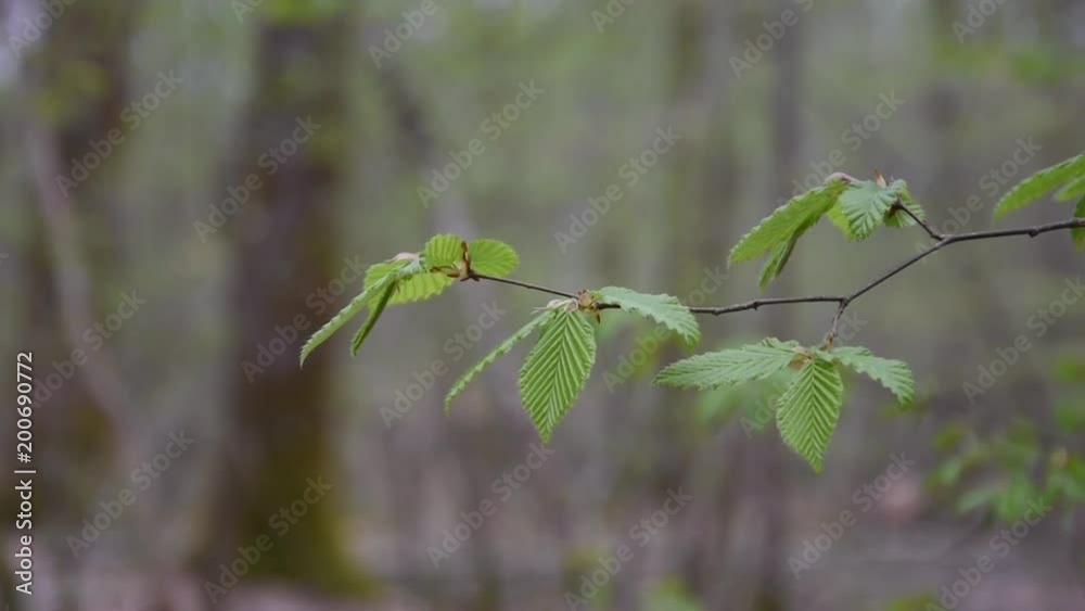 Spring in the forest, branches with green leaves Spring in the forest, branches with green leaves