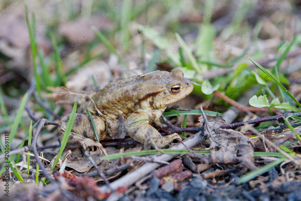 Common toad (Bufo bufo) in a nature Common toad (Bufo bufo) in a nature
