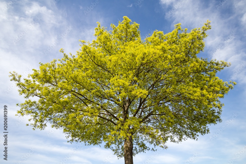 Blühender Spitzahorn (Acer platanoides) im Frühjahr Blühender Spitzahorn (Acer platanoides) im Frühjahr