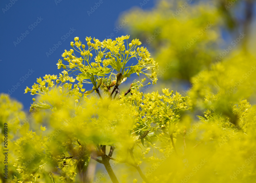Obraz premium Blühender Spitzahorn (Acer platanoides) im Frühjahr
