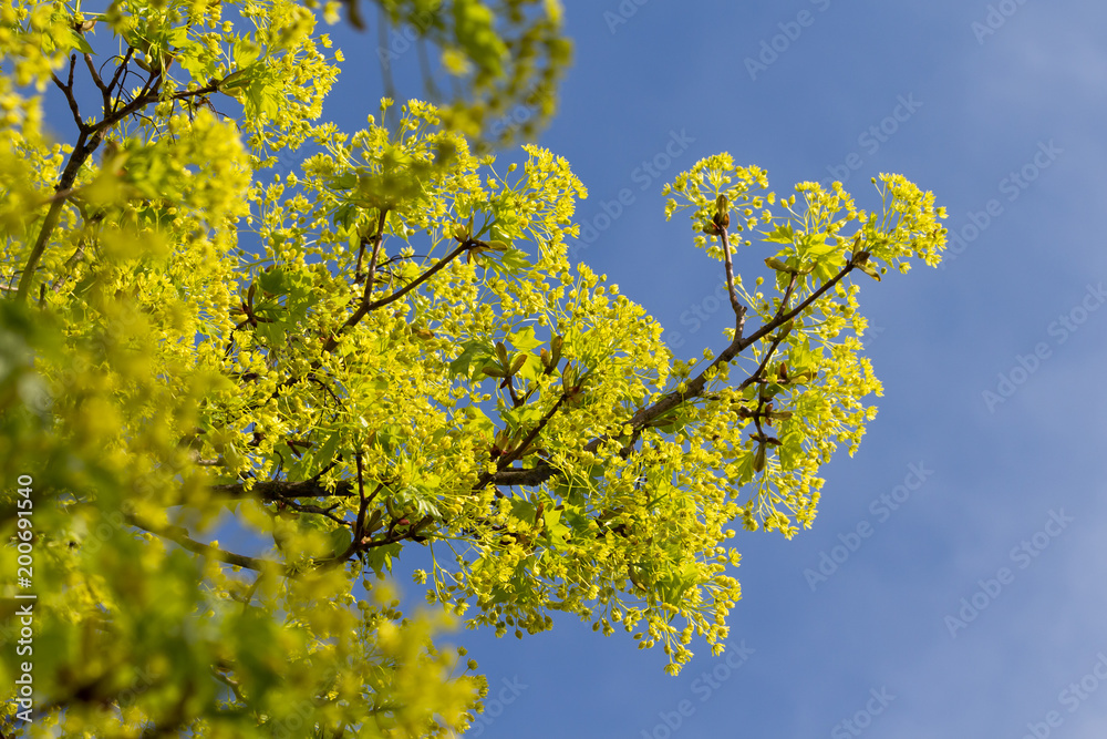 Blühender Spitzahorn (Acer platanoides) im Frühjahr Blühender Spitzahorn (Acer platanoides) im Frühjahr