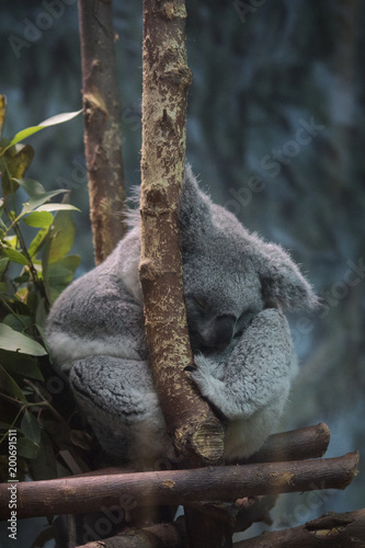 Koala durmiento en un eucalipto photo