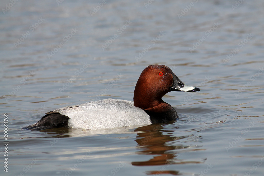 Fototapeta premium Male common pochard (Aythya ferina) in bright nuptial plumage
