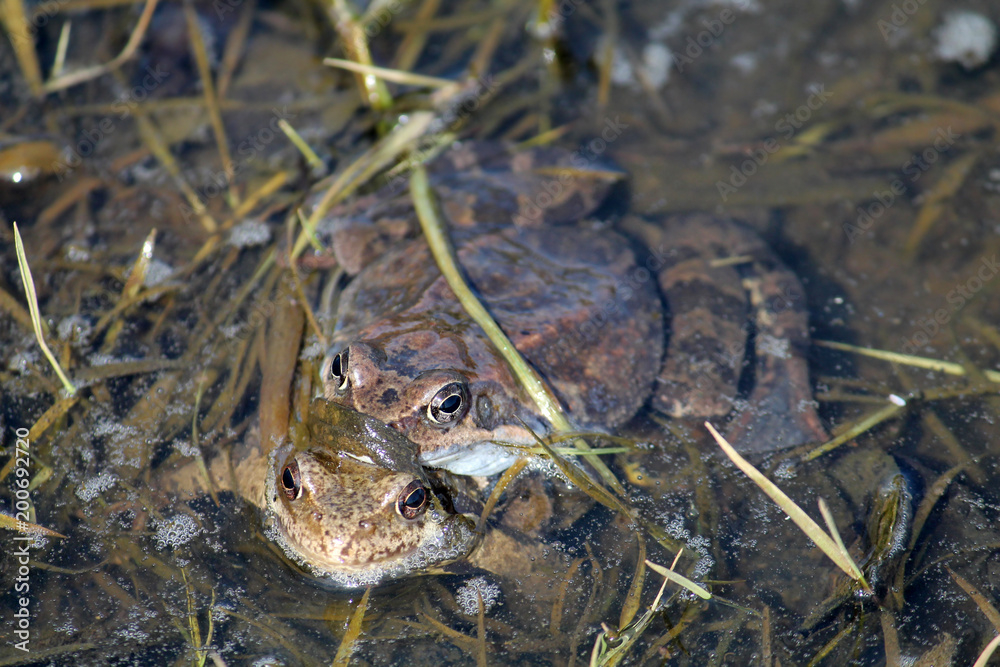 Pair of European common brown frogs (Rana temporaria) in amplexus