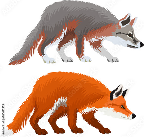vector Grey Fox (Urocyon cinereoargenteus) and red fox (Vulpes vulpes)