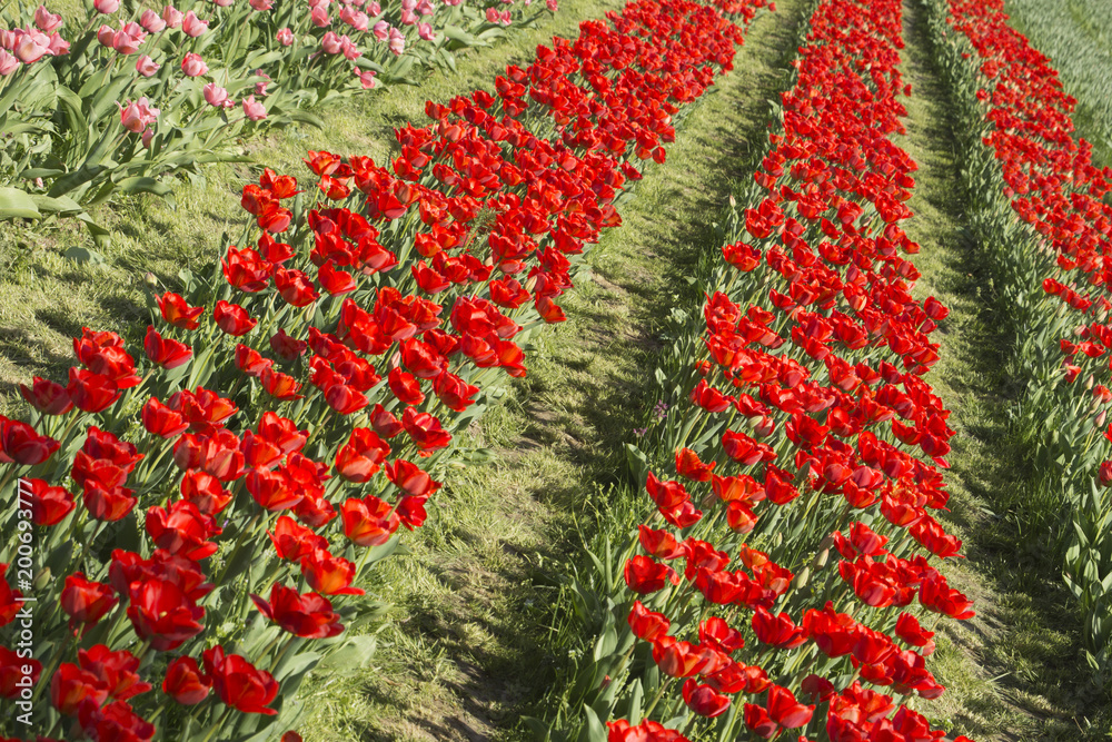 Rows with red tulips in Hungary Rows with red tulips in Hungary