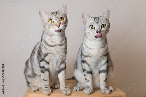 Fototapeta Naklejka Na Ścianę i Meble -  Two cute cat(american shorthair) sitting on wooden box and lick their lips.