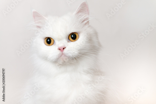 Cute white persian cat with white background.