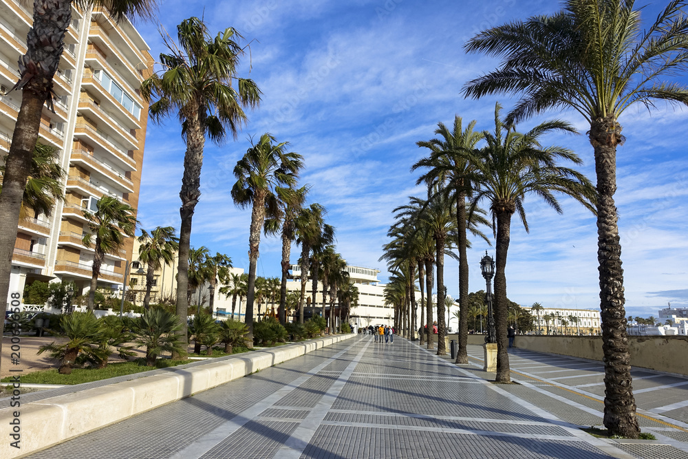 nice long palms avenue park at Cadiz, Spain, Andalusia, Campo del Sur