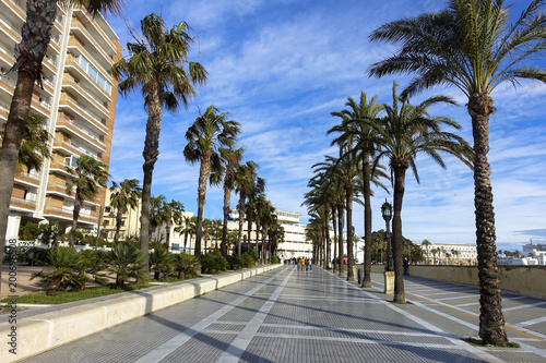 nice long palms avenue park at Cadiz  Spain  Andalusia  Campo del Sur