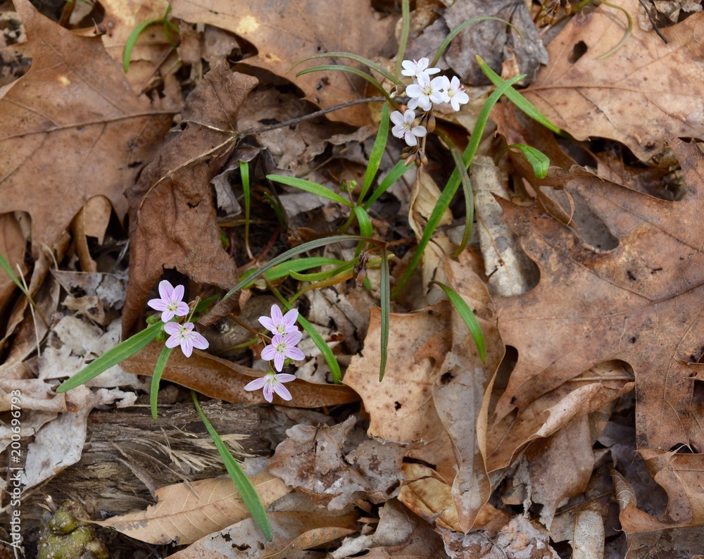 Pink and white spring beauty flowers on a forest floor.