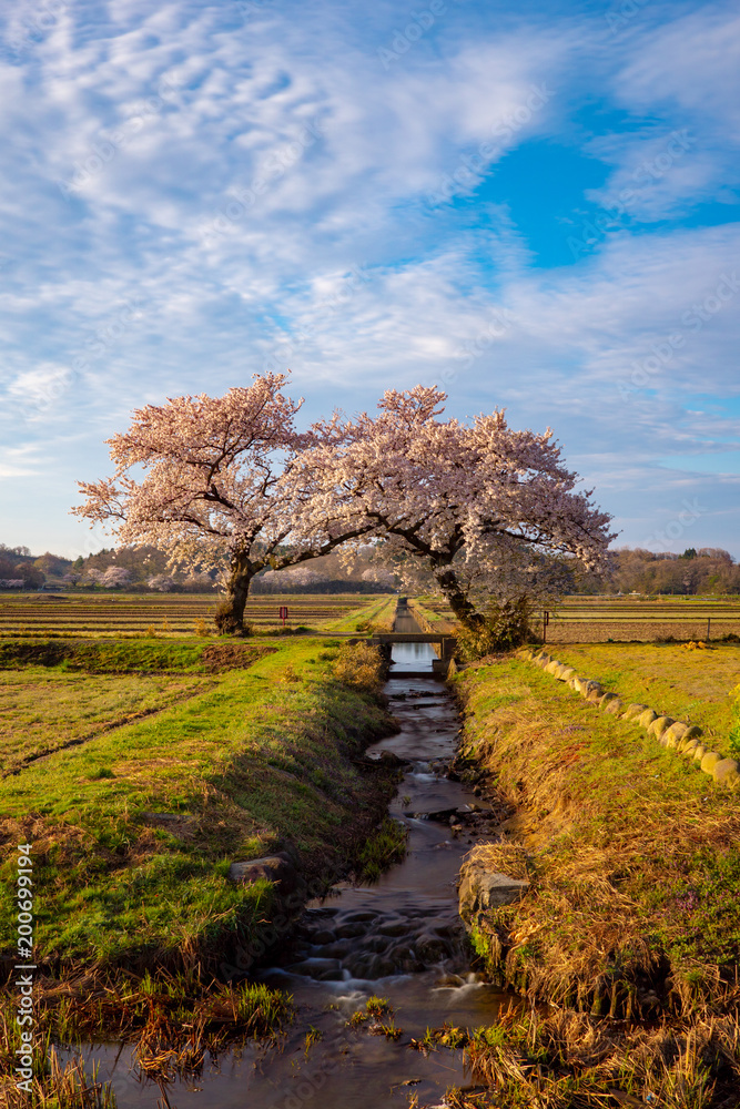 Naklejka premium 桜（ソメイヨシノ）新潟県新潟市上堰潟公園の布目夫婦桜
