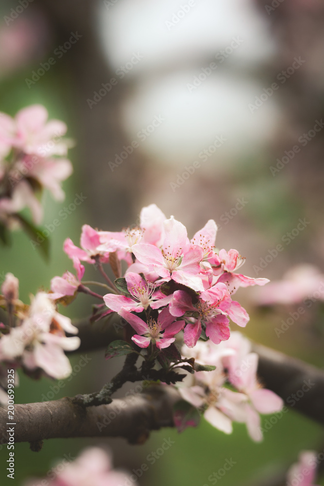 Apple tree flowers in garden at cloudy day Apple tree flowers in garden at cloudy day