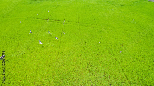 Aerial view from flying drone of Field rice with landscape green pattern nature background / top view field rice